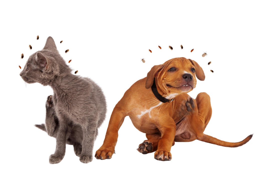 Get Rid of Fleas and Ticks Clarks Pest Home Flea and Tick Service