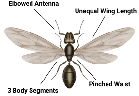 ant exterminator get rid of ants