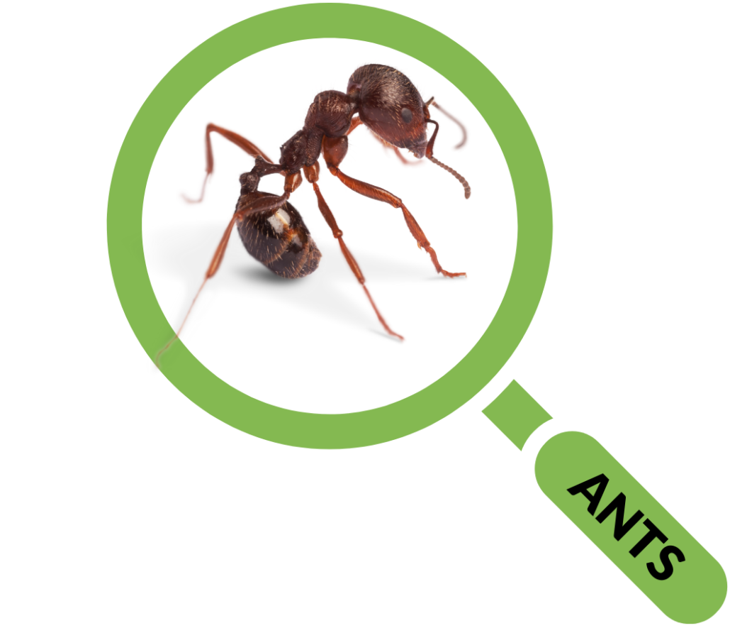 Pest Control Columbia SC Homeowners & Businesses Get Free Quote