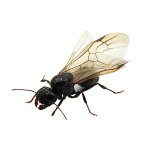 termite identification types of termites