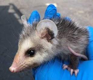 baby possum