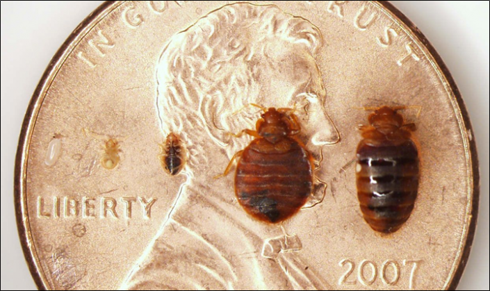 Don't Let the Bed Bugs Bite - Clark's