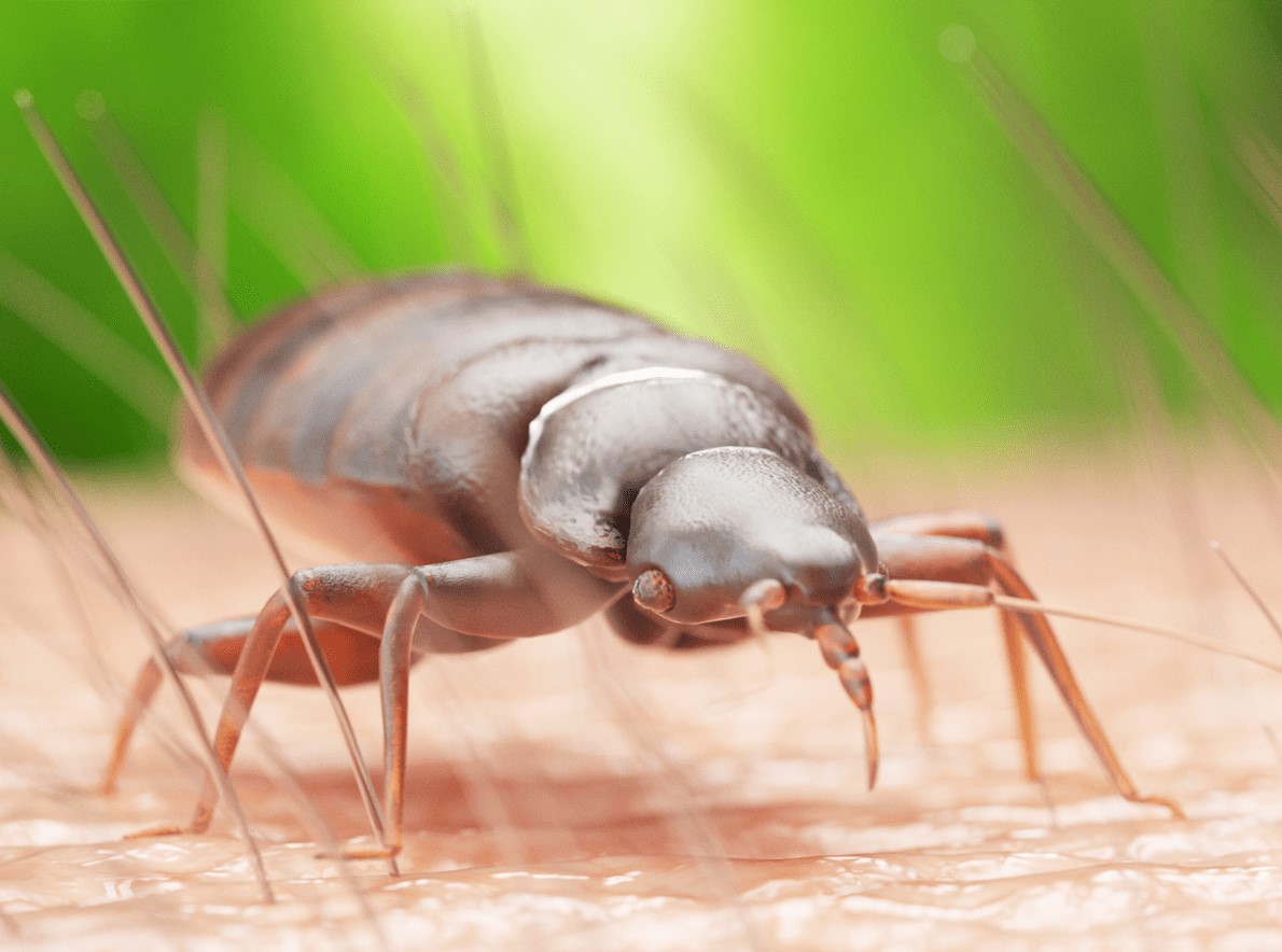 bedbug exterminator bud bug infestation