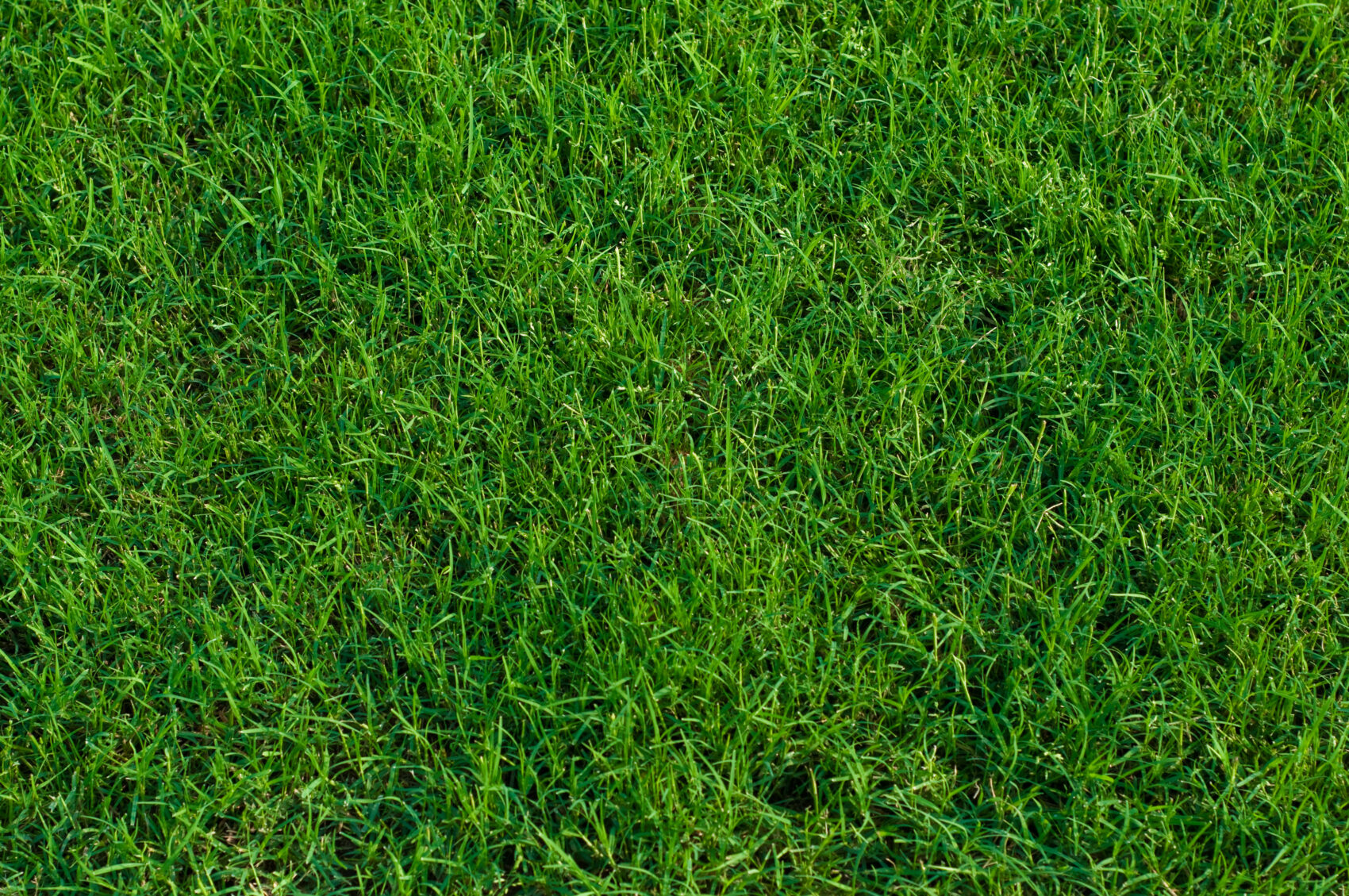 bermuda grass lawn lawn care for bermuda grass