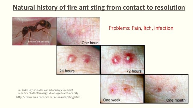 bite - Clarks Pest