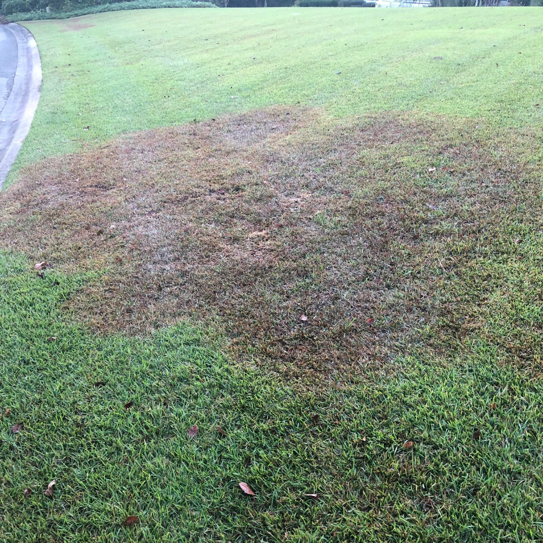 how to stop fungus in lawn lawn fungus control