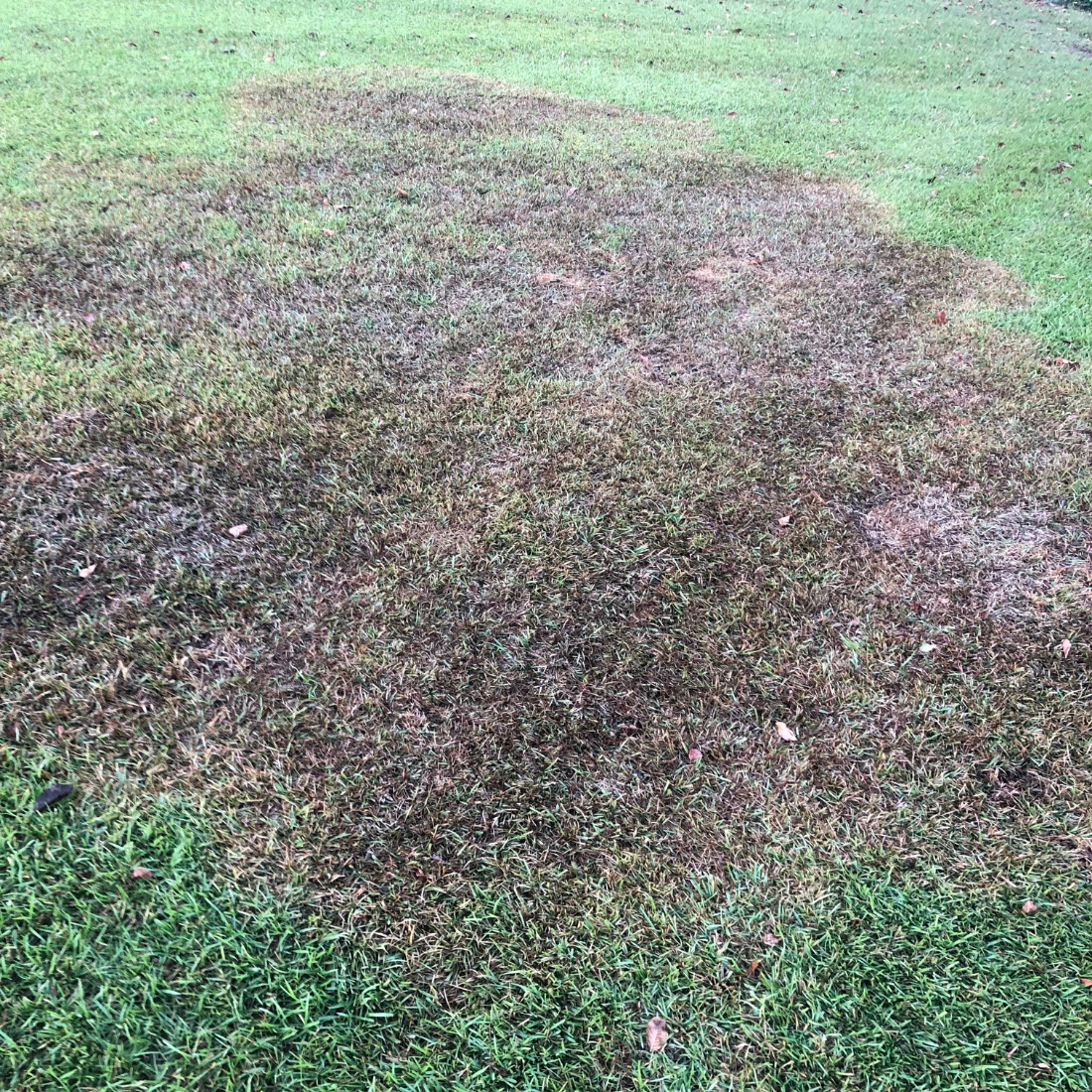 treatment for lawn fungus