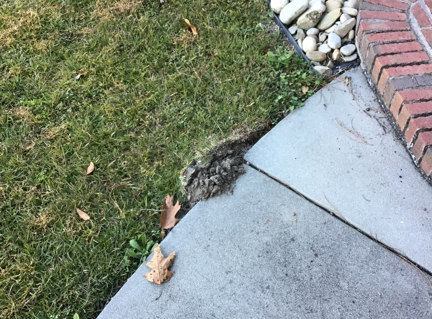 mole cricket activity insecticide lawn treatment