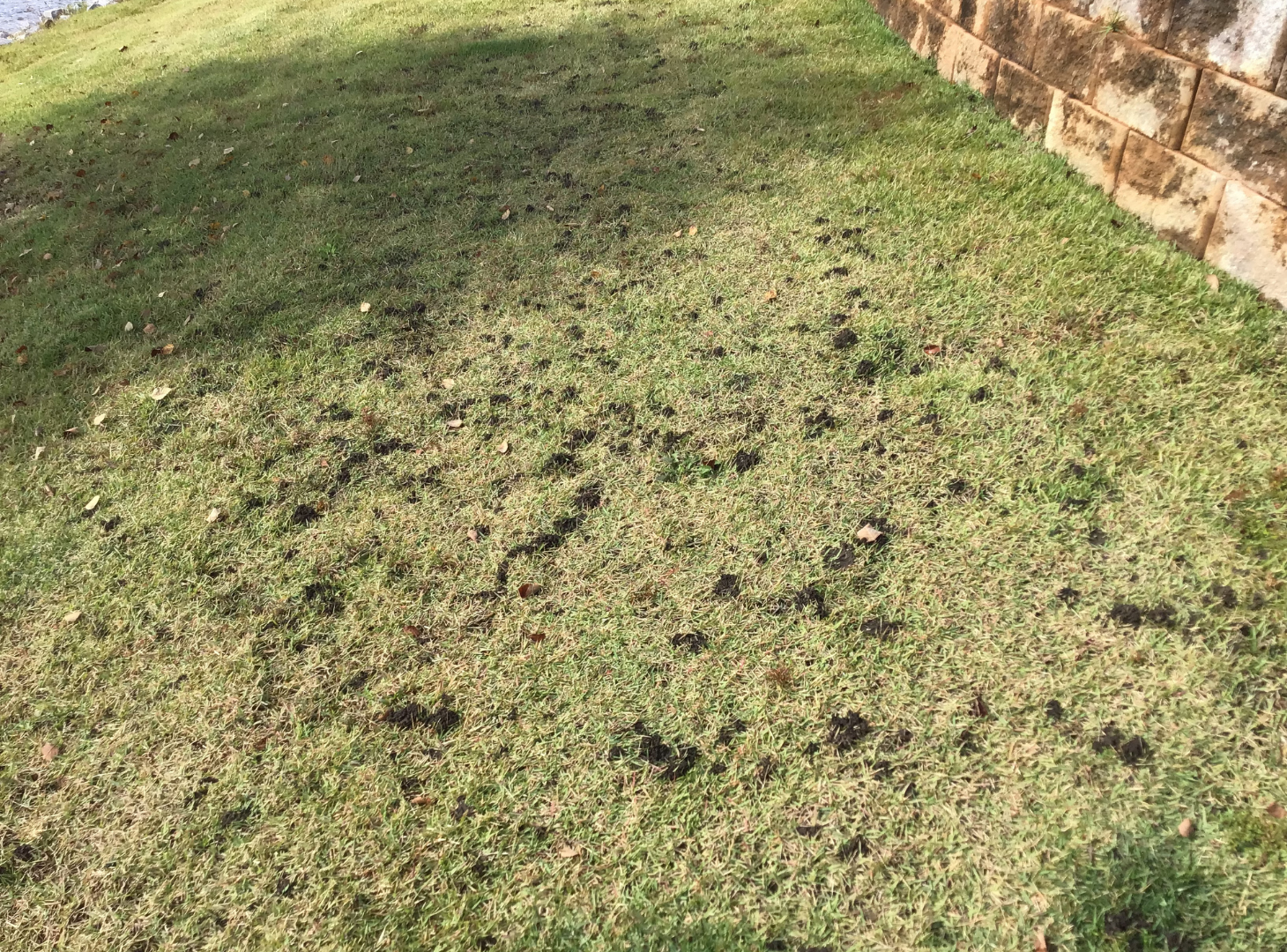mole cricket activity insecticide lawn treatment