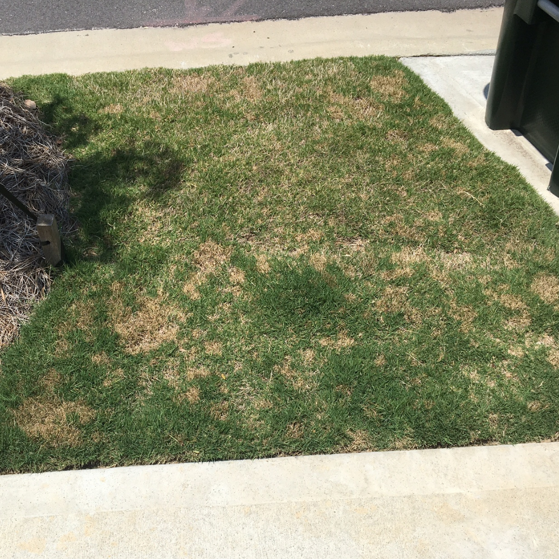 how to prevent fungus in lawn