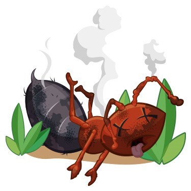 get rid of fire ants - Clark's Pest get rid of fire ants - Clark's Pest