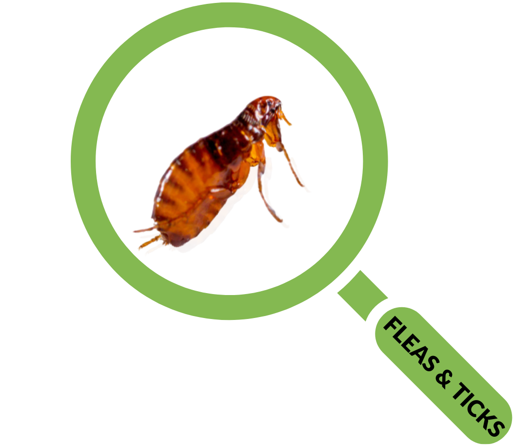 Pest Control Columbia SC Homeowners & Businesses Get Free Quote