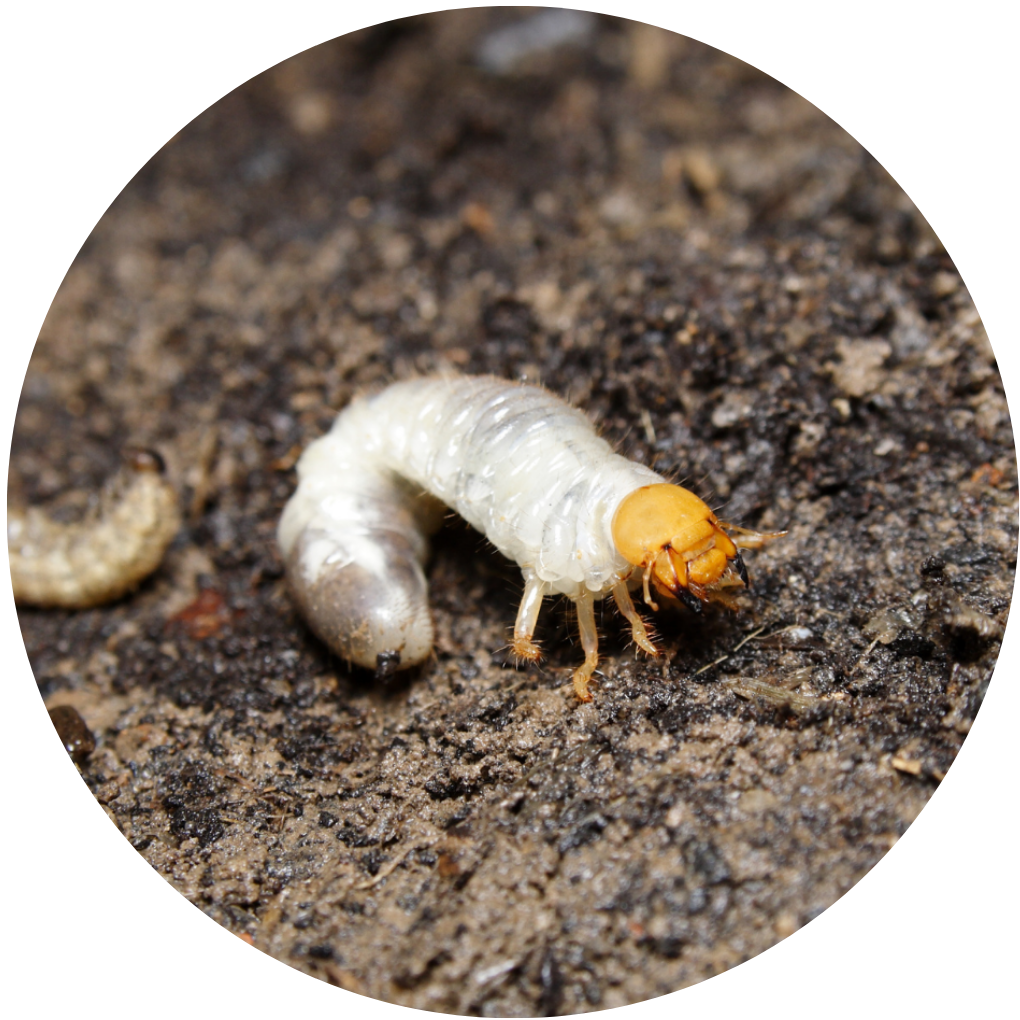 grub worm treatment - Clarks Pest