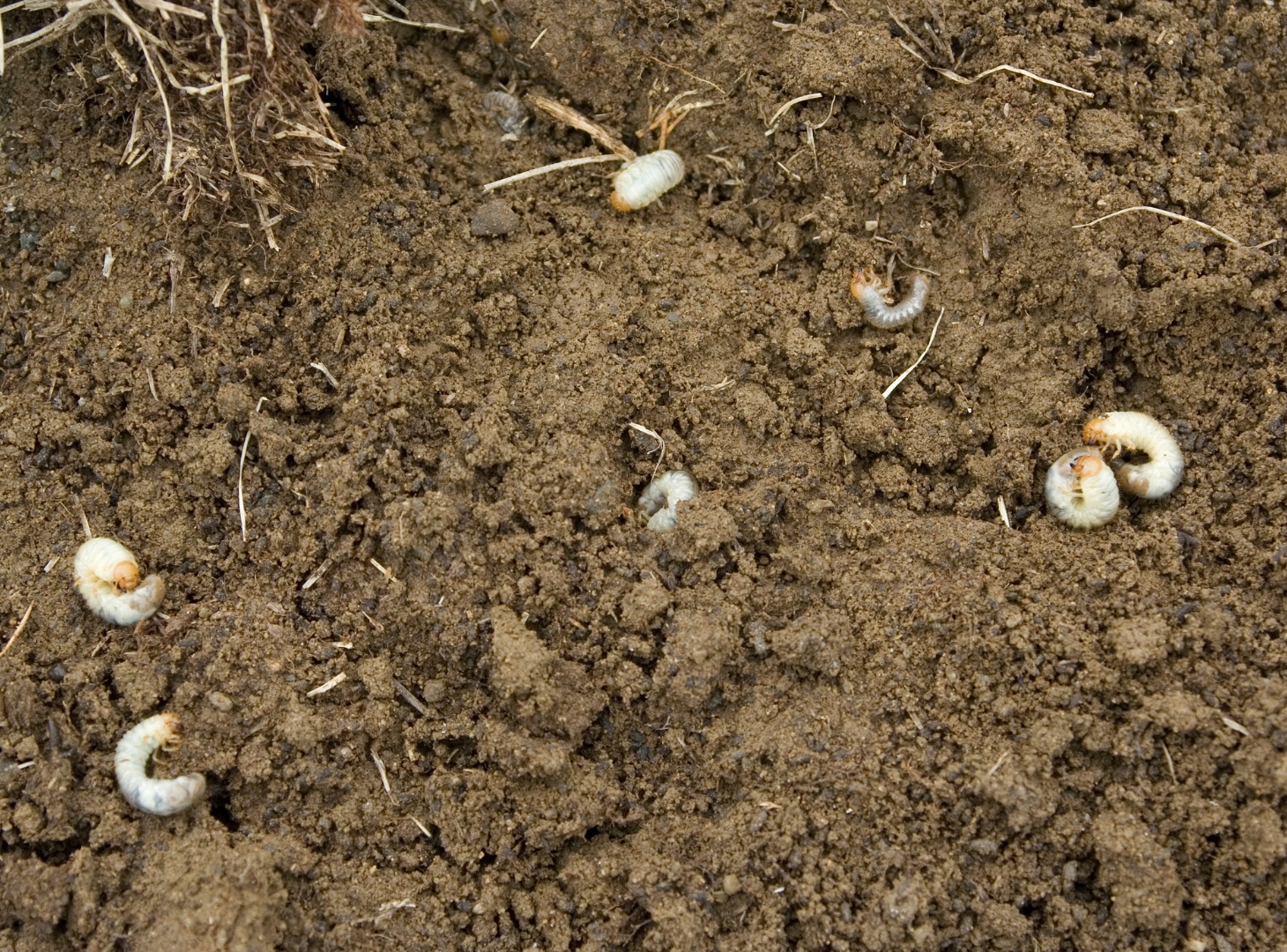 grub treatment insecticide lawn treatment