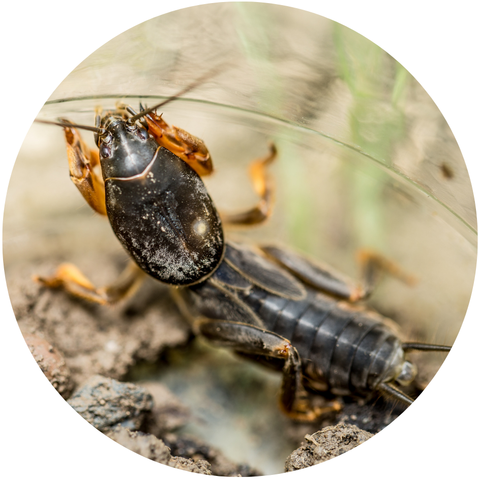 mole cricket treatment Clarks Pest