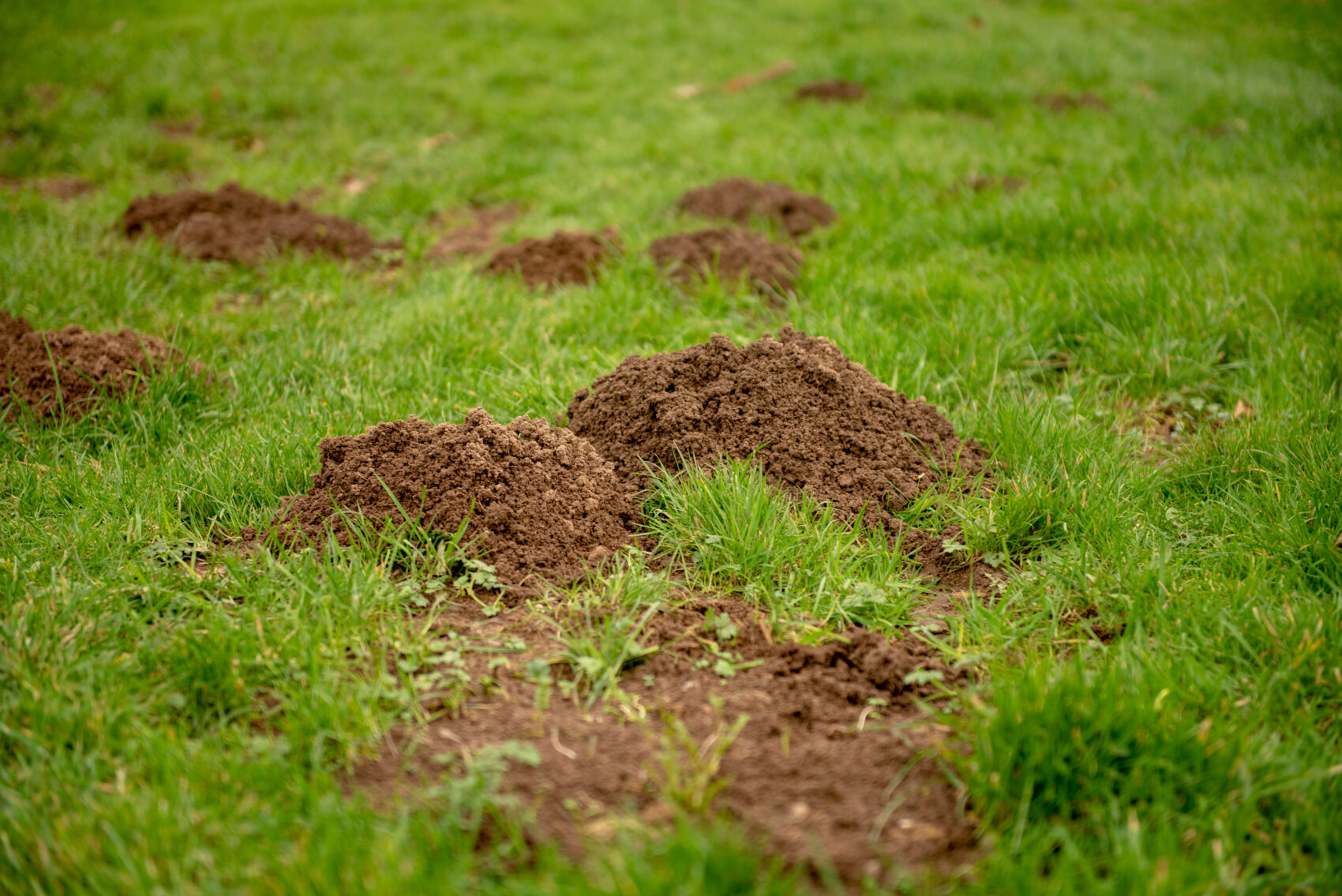 how to get rid of mole tunnels in lawn