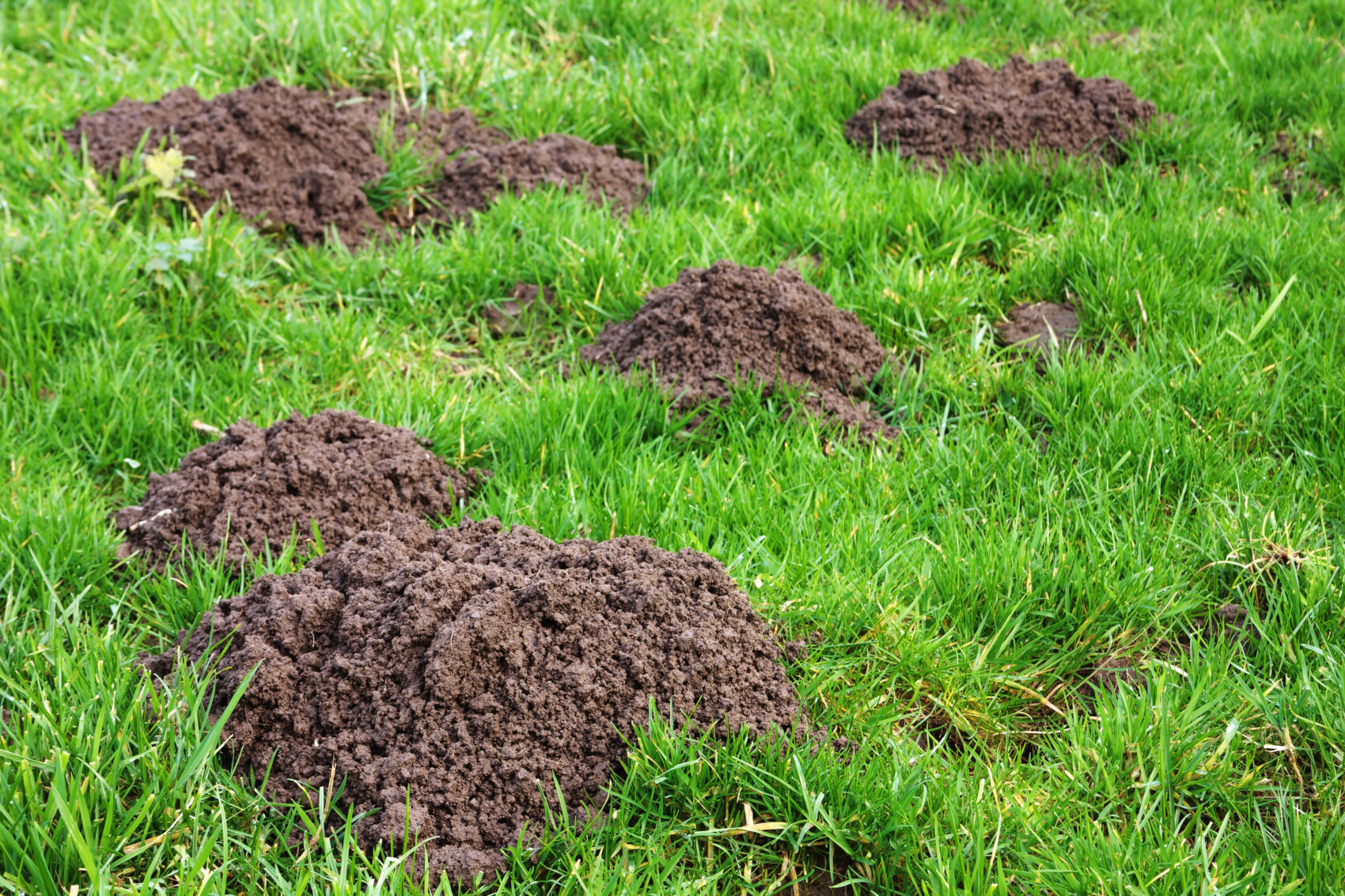 mole hill infested lawn what are mole hills