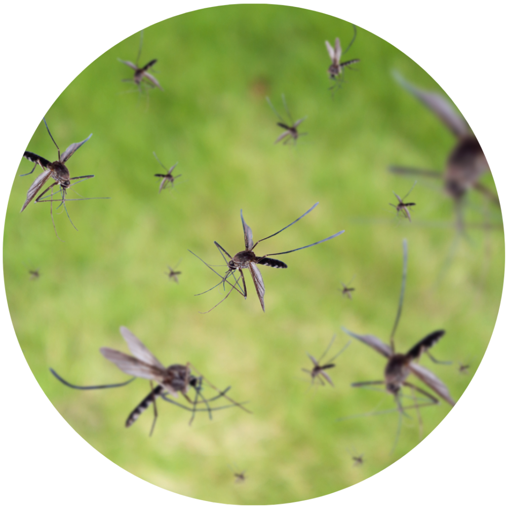 Mosquito 3 Clark s Pest Mosquito 3 Clark s Pest