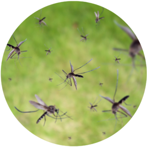 mosquito 3