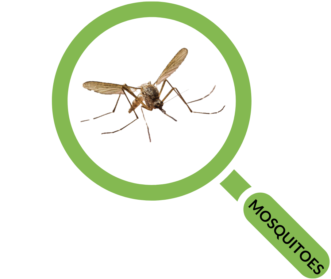 Pest Control Columbia SC Homeowners & Businesses Get Free Quote