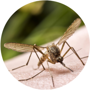mosquito pest