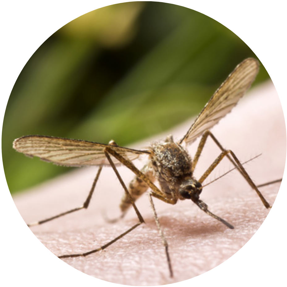 mosquito pest Clarks Pest