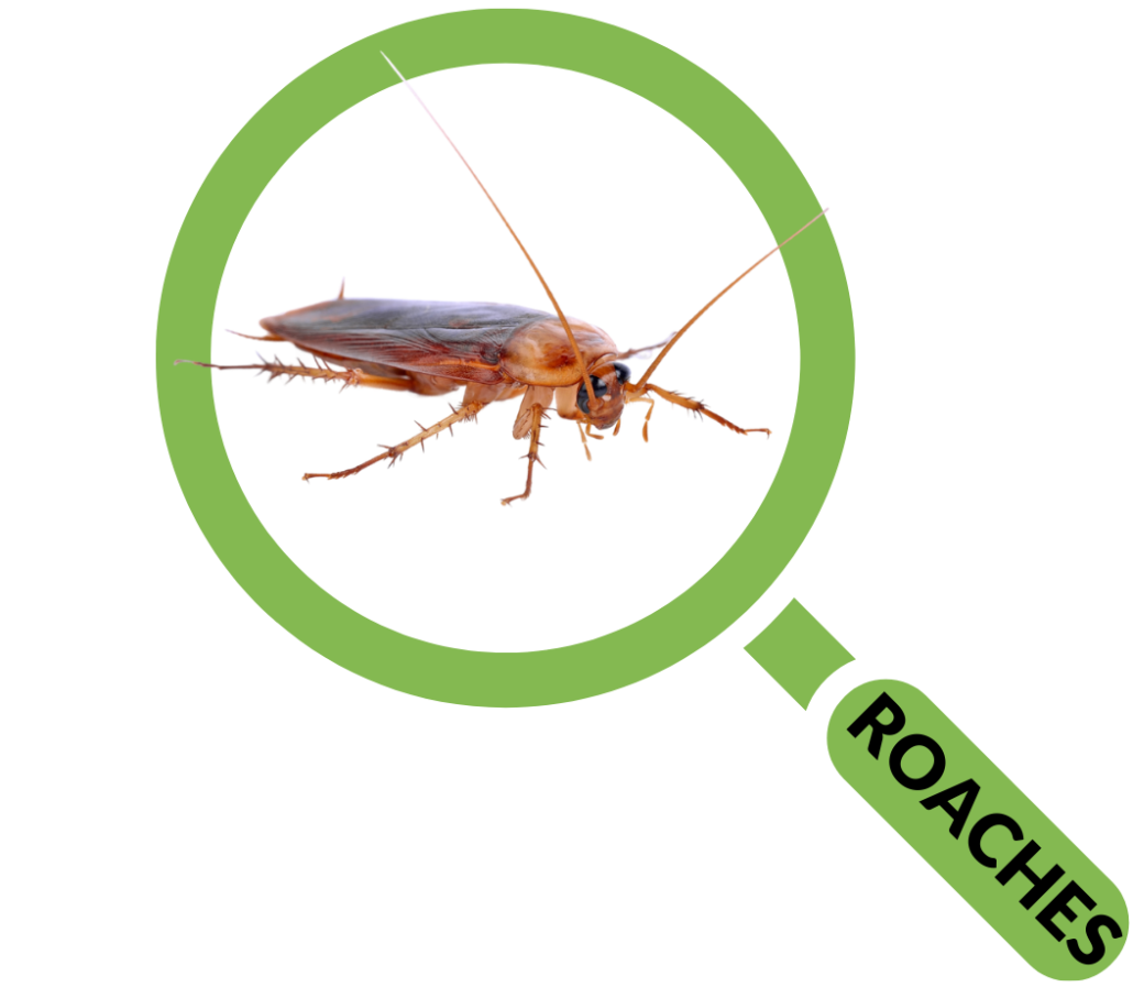 Pest Control Columbia SC Homeowners & Businesses Get Free Quote