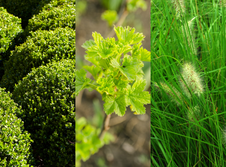 shrub and ornamental care shrub & ornamental care