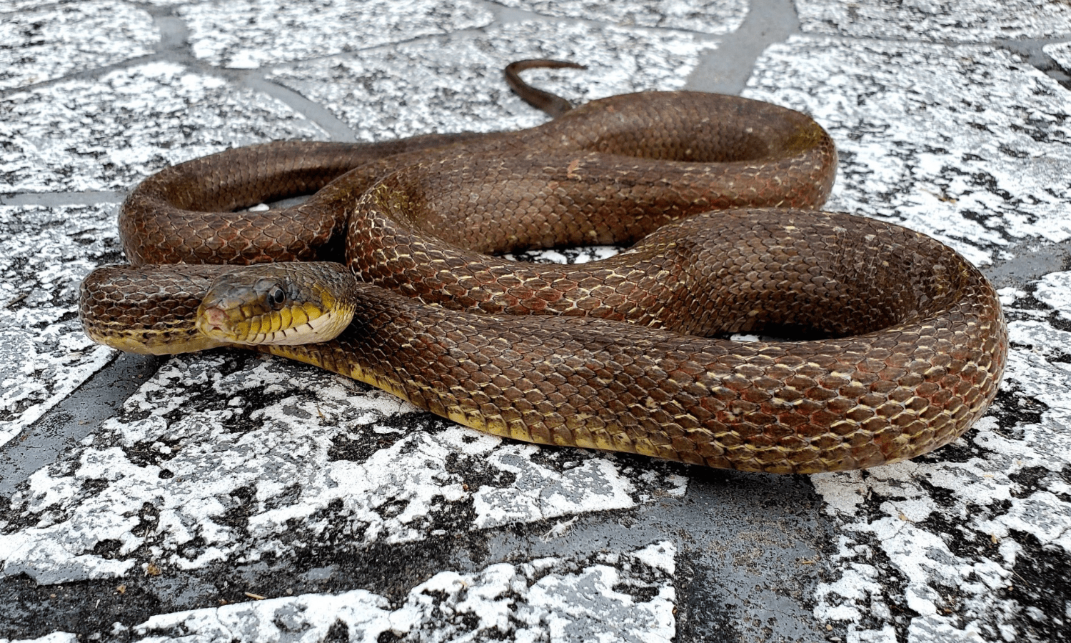 get rid of snake snake exterminator