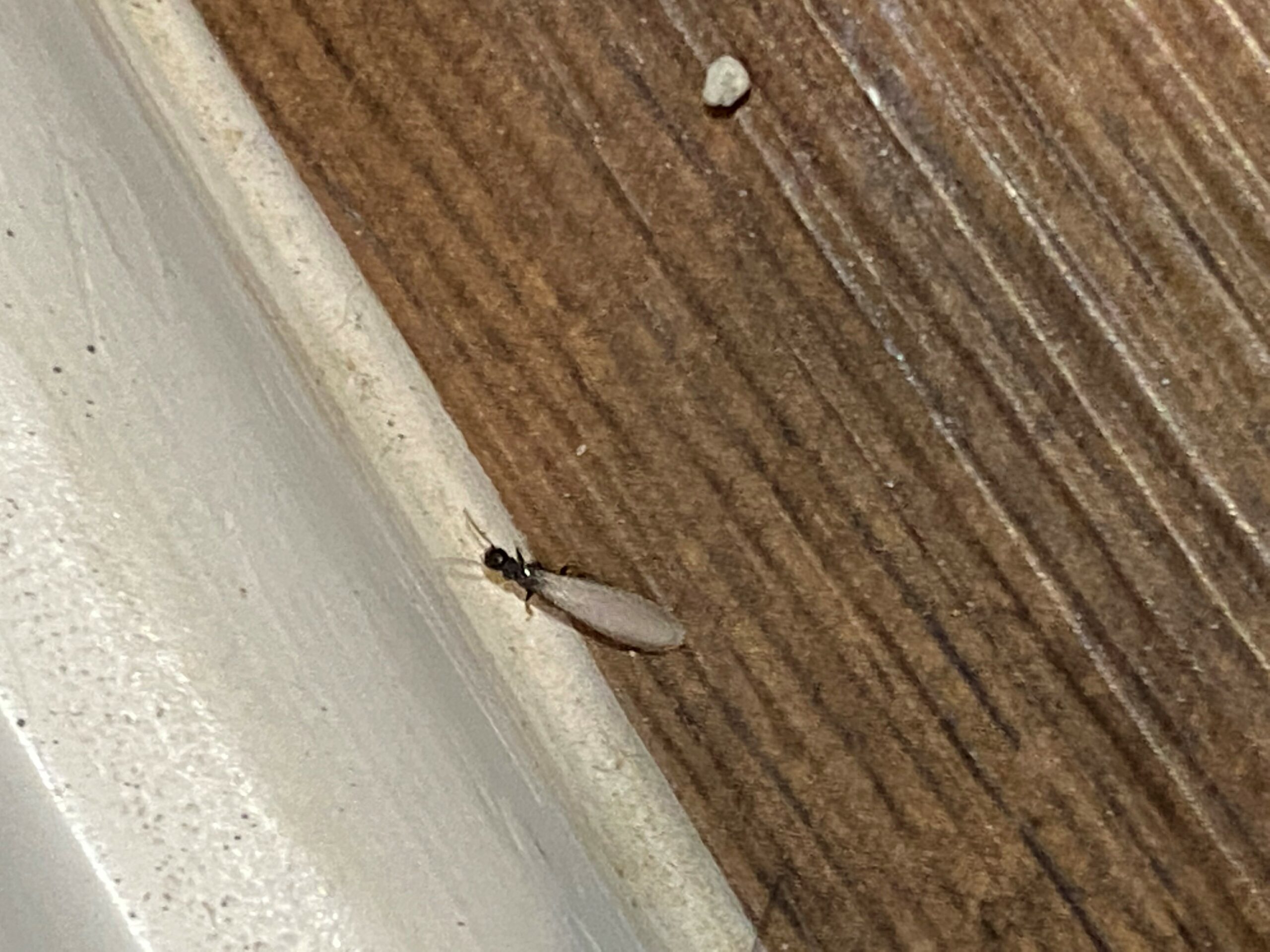 termite inspection near me Clarks Pest