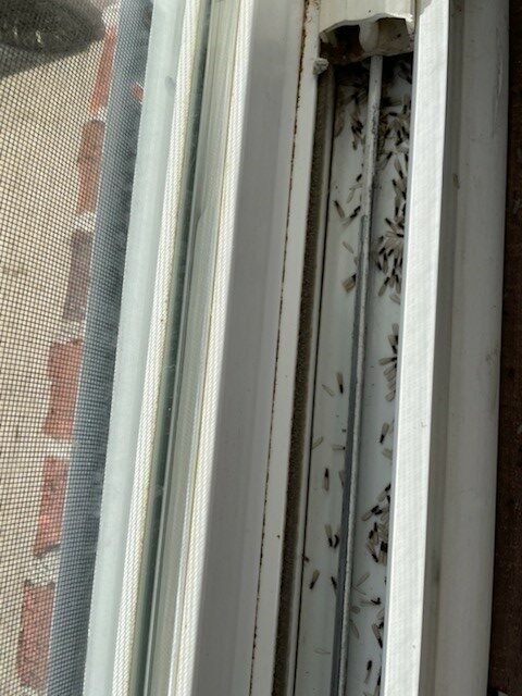 get help with termites termite swarm damage