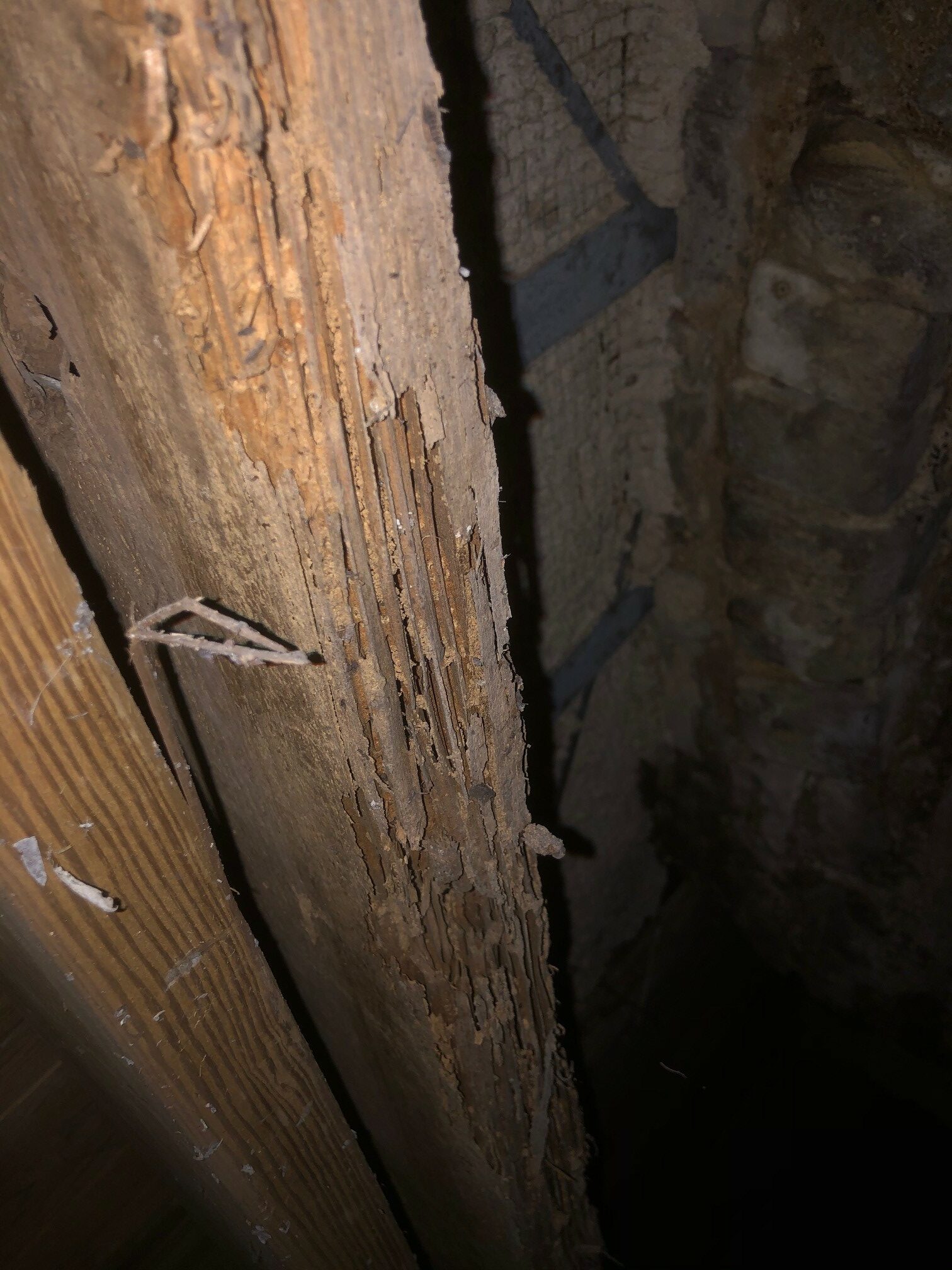 termite exterminators get help with termites