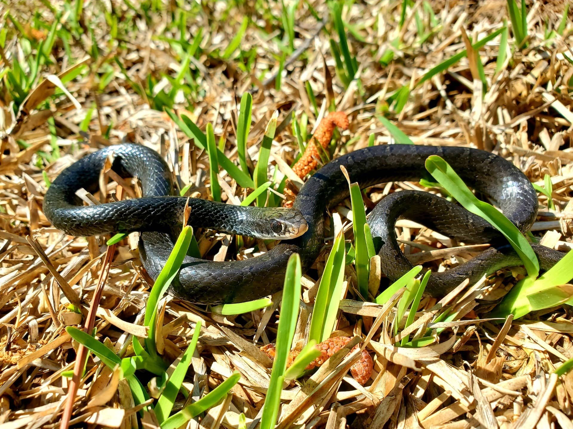how to get rid of snakes, snake removal snake removal