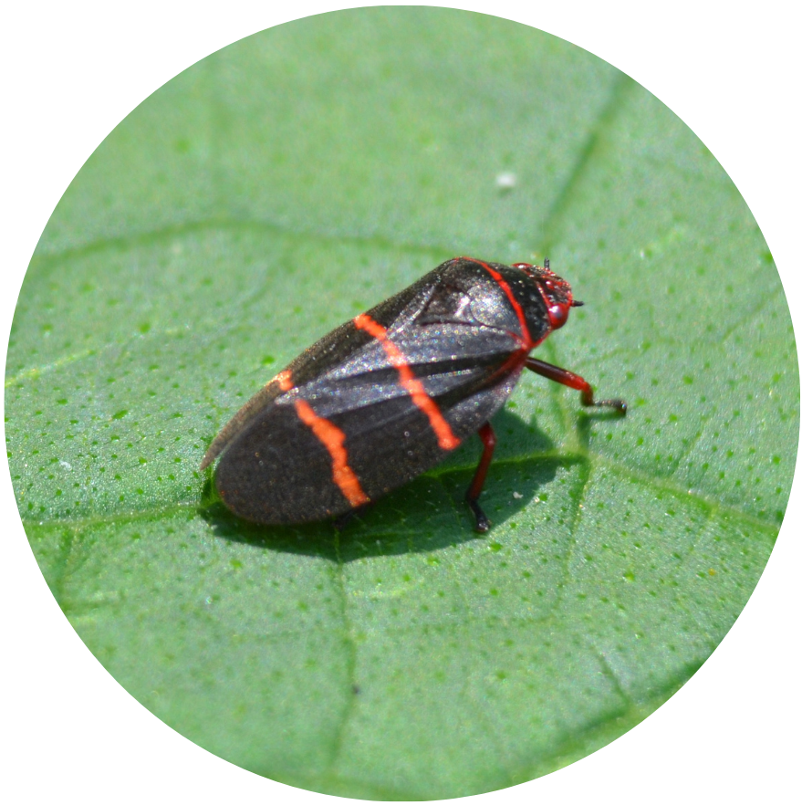 spittlebug treatment insecticide lawn treatment