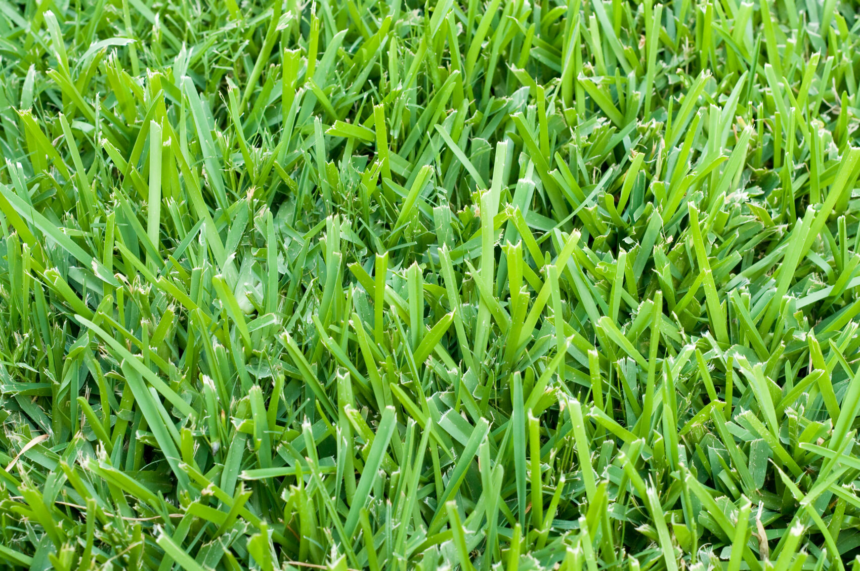 lawn care for bermuda grass