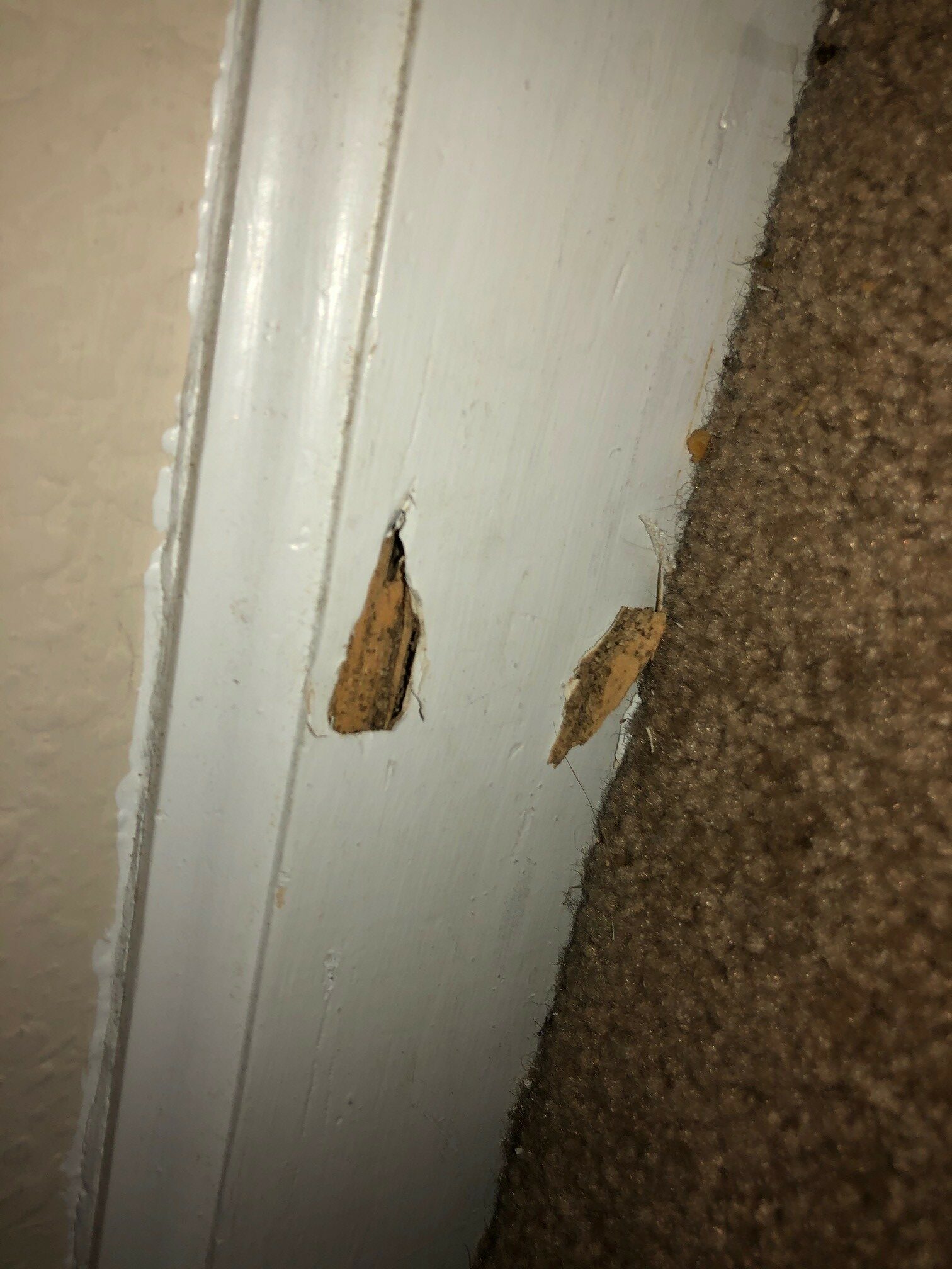fix termite damage to house