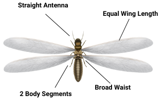 termite swarmer exterminator kill termite swarmers