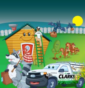 squirrel removal near me - Clarks Pest