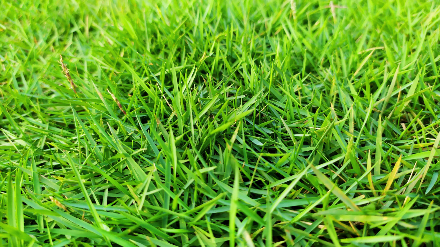 lawn care for zoysia grass